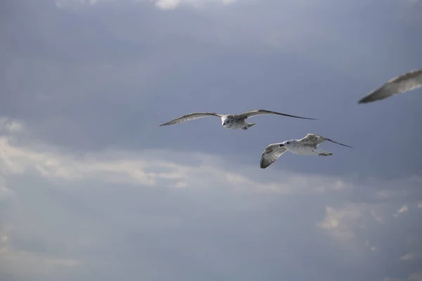 Gaviotas de cerca en el cielo. Cielo nublado en el fondo. Fue tomada en octubre. . —  Fotos de Stock