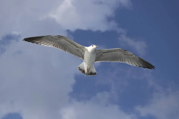 갈라타 타워는 바다에서 촬영되었다 . kadraja girne disflred seagulls. 그것은 가을에 촬영되었습니다. — 스톡 사진