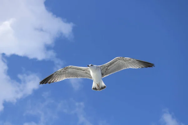 As gaivotas fecham-se no céu. Céu nublado ao fundo. Foi tirada em outubro . — Fotografia de Stock
