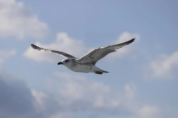 As gaivotas fecham-se no céu. Céu nublado ao fundo. Foi tirada em outubro . — Fotografia de Stock
