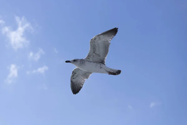 Möwen aus nächster Nähe am Himmel. Bewölkter Himmel im Hintergrund. Es wurde im Oktober aufgenommen. — Stockfoto