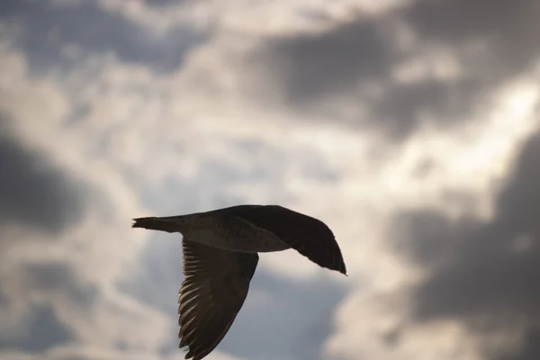 Meeuwen close-up in de lucht. Bewolkte lucht op de achtergrond. Het werd genomen in oktober. — Stockfoto