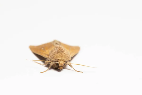 Armyworm Moth Mythimna Unipuncta Photographed Photographed White Background — Stock Photo, Image