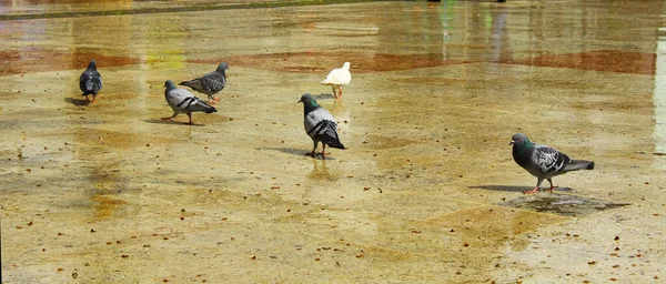 Palomas Grises Color Negro Una Sola Paloma Blanca Espalda Están — Foto de Stock