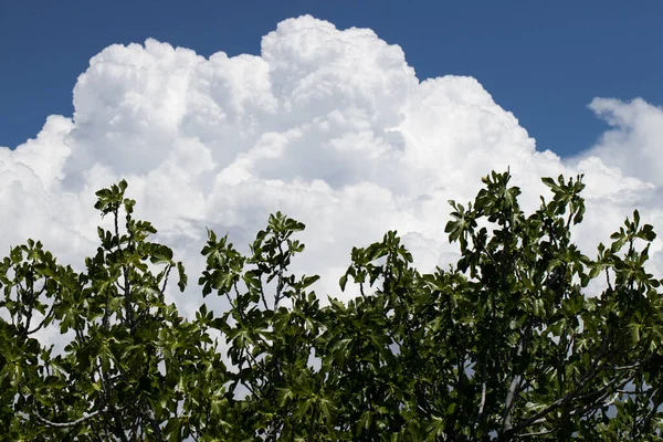 Fico Sotto Cielo Blu Girato Estate Tempo Nuvoloso — Foto Stock