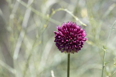 Ebedi bahçedeki mor ve beyaz Allison çiçeklerinin güzel manzarası.