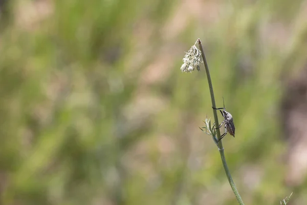 Zbliżenie Carpocoris Purpureipennis Chrząszcz Szary Robak Chodzi Żółtym Kwiatku Fotografie — Zdjęcie stockowe