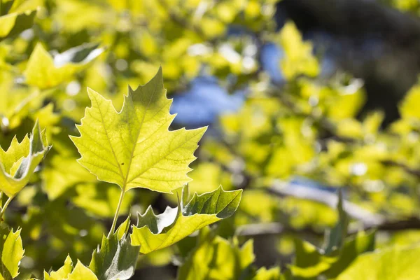 Hoja Arce Primer Plano Fue Tomada Verano Día Soleado —  Fotos de Stock