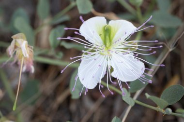 CapParis 'in beyaz çiçeğini yakından çek. Yeşil yapraklar arkaplan