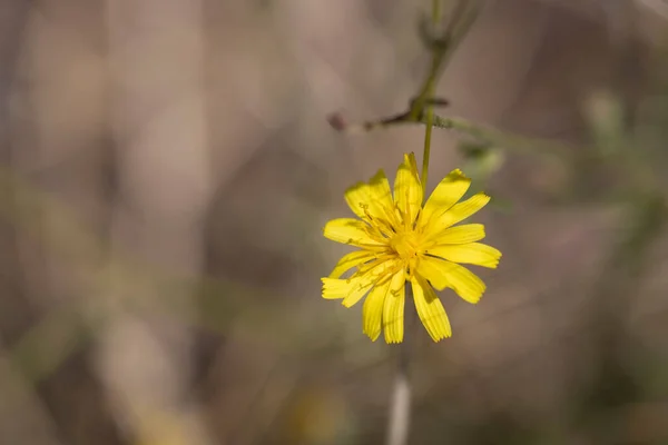 Крупный План Жёлтого Цветка Латинское Название Которого Crepis Tectorum Сделан — стоковое фото