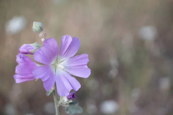 Pembe Güller Althaea Gül Çiçekleri — Stok fotoğraf