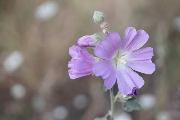 Pembe Güller Althaea Gül Çiçekleri — Stok fotoğraf