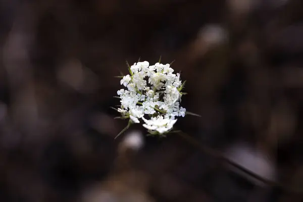 Campo Flores Daucus Carota Cor Branca Fotografado Verão Dia Ensolarado — Fotografia de Stock