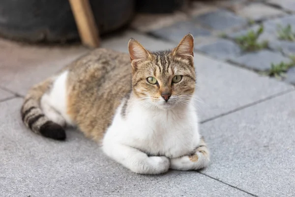 Katten Med Grå Och Vita Färger Sitter Tittar Runt — Stockfoto