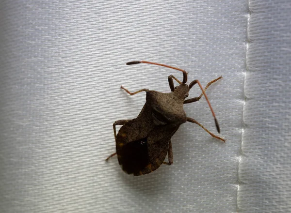 Macro shot of the Latin name Anasa tristis beetle. On the screen at home.