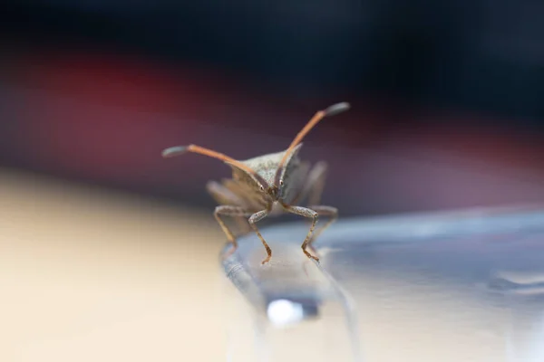 Makro Zdjęcie Łacińskiego Imienia Anasa Tristis Chrząszcz Owady Domu — Zdjęcie stockowe