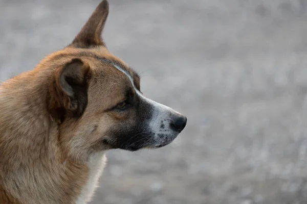 Ακίτα Ινού Γιαπωνέζικο Σκυλί Φύλακας Κοντινό Πλάνο Στο Κεφάλι Του — Φωτογραφία Αρχείου