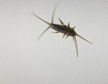 Latince adı Lepisma Saccharina Böceğinin fotoğrafı beyaz duvara asılmış..