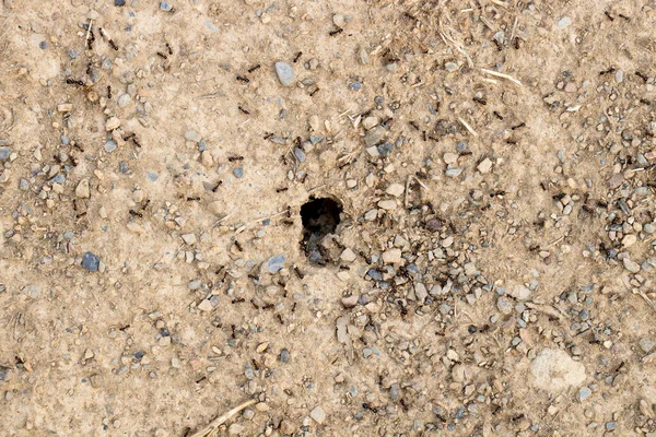 在土壤上堆积 蚂蚁在寻找食物 夏天的时候 到处都是小石头 照片也拍了下来 — 图库照片