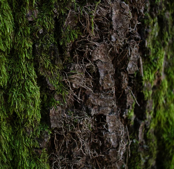 Casca Dura Superfície Musgosa Castanho Escuro — Fotografia de Stock