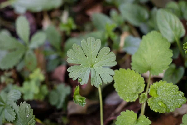 Latince adı Geranium lucidum olan bitkinin yaprağı. Yeşil renkle kapat. Üzerinde su damlaları var..