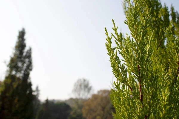 Mediterrane Zypresse Cupressus Sempervirens Zapfen Zweig — Stockfoto