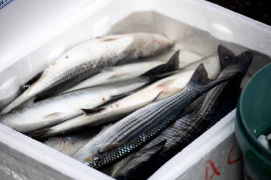 Balık oltasında su olan beyaz bir kutuda balık. Birkaçı hayatta..