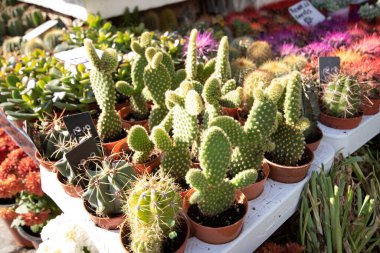 Kaktüs ekinopsis chamaecereus bitkisi saksıyı kapatır. Arka planda bir bahçe pazarı ve diğer bitkiler var..