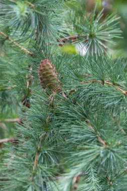 genç çam kozalağı 