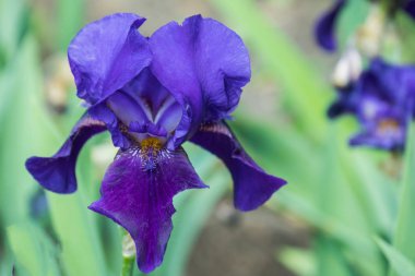 koyu mavi cüce irises çiçek