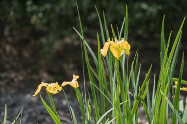 Sarı süsen çiçekleri