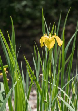 Sarı süsen çiçekleri