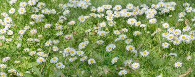 Çok sayıda bahçe Papatya çok yıllık