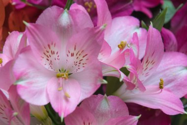 Peru zambak Alstroemeria çiçekler 