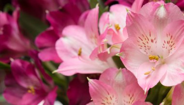 Peru zambak Alstroemeria çiçekler 