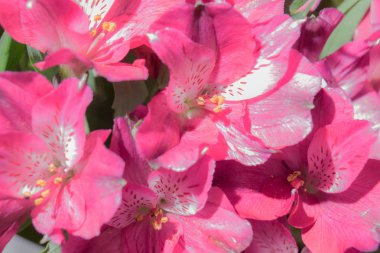 Peru zambak Alstroemeria çiçekler 