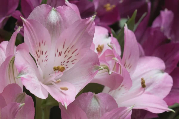 Peru zambak Alstroemeria çiçekler 