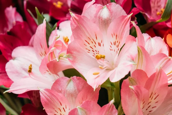 Peru zambak Alstroemeria çiçekler 