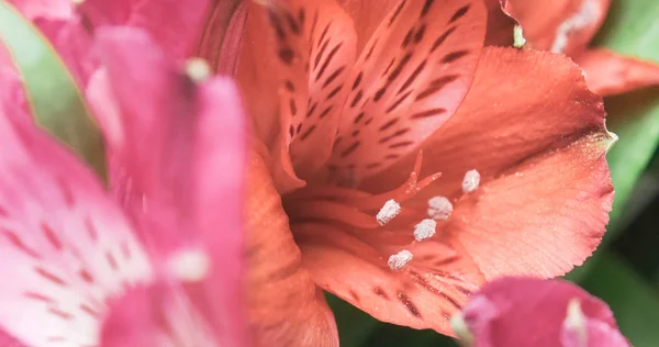 Peruaanse lelie Alstroemeria bloemen — Stockfoto