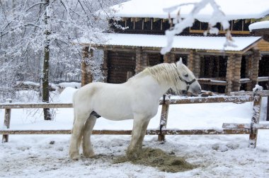 ahşap bir evin arka planda kış ormanda büyük beyaz at
