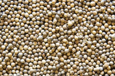 kişniş tahıl doku arka plan