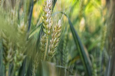 Yeşil çimenlikteki sarı buğday başakları