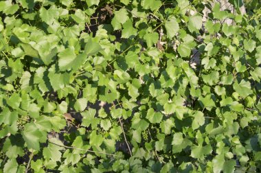 güneş arka planda yeşil üzüm yaprakları