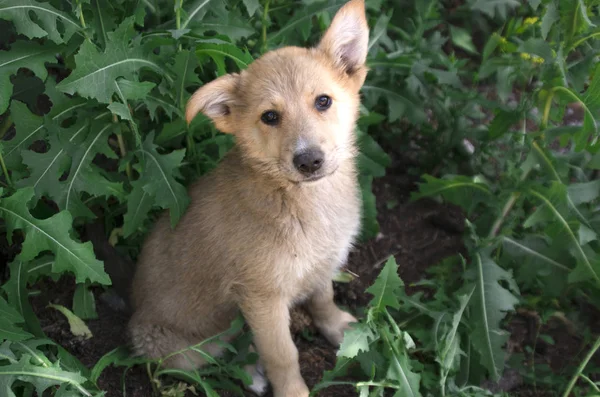 Cute Beige Puppy Grass — Stock Photo, Image