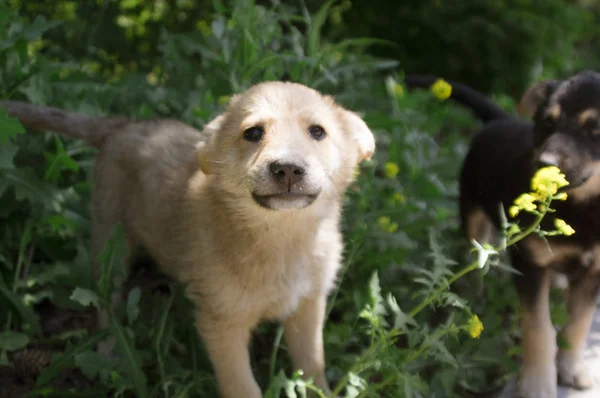 Schattig Beige Puppy Het Gras — Stockfoto