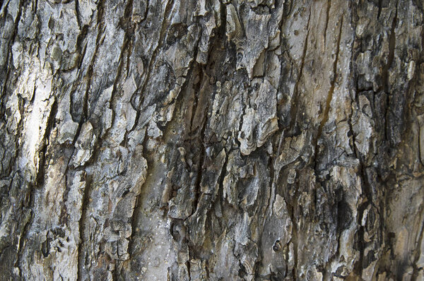 close-up of the grain bark of wild tree
