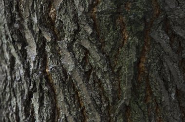 yabani ağacın tahıl kabuğu yakın çekim