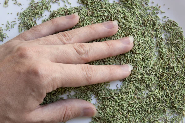 Female hands hold dry rosemary. Hands take the green rosemary dry seasoning. Female hand holds a lot of dry rosemary. Rosemary on the palm.