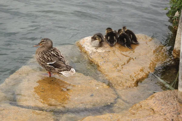 Gölün kenarında ördek ailesi, anne bebeklerine güvenlik sunuyor, anneler çocuklarını korurken bebekler bir arada kalıyor.