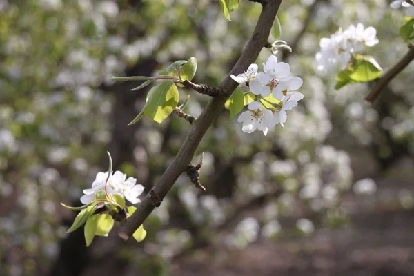 Armut çiçeği tam çiçeklenme, armut çiçeği nin detayı